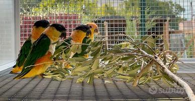 Maschio caicco a testa nera