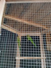 Coppia Parrocchetto dal collare