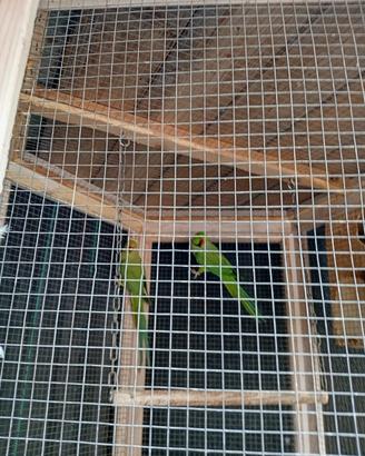 Coppia Parrocchetto dal collare