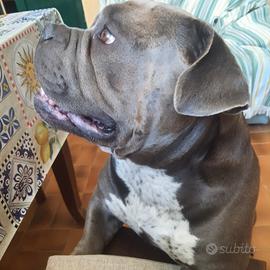 Stallone American.Bully pocket