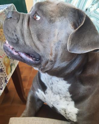 Stallone American.Bully pocket