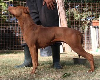 Femmina adulta di American Pitbull Terrier 