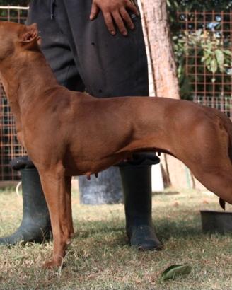 Femmina adulta di American Pitbull Terrier 