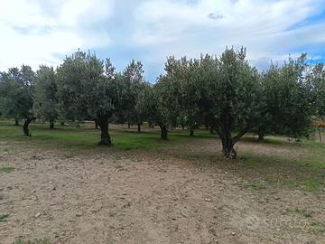 Terreno agricolo in contrada Gurgazzi a Butera CL