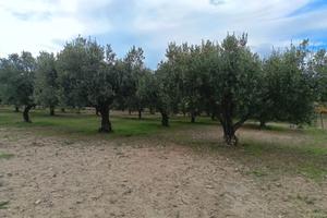 Terreno agricolo in contrada Gurgazzi a Butera CL