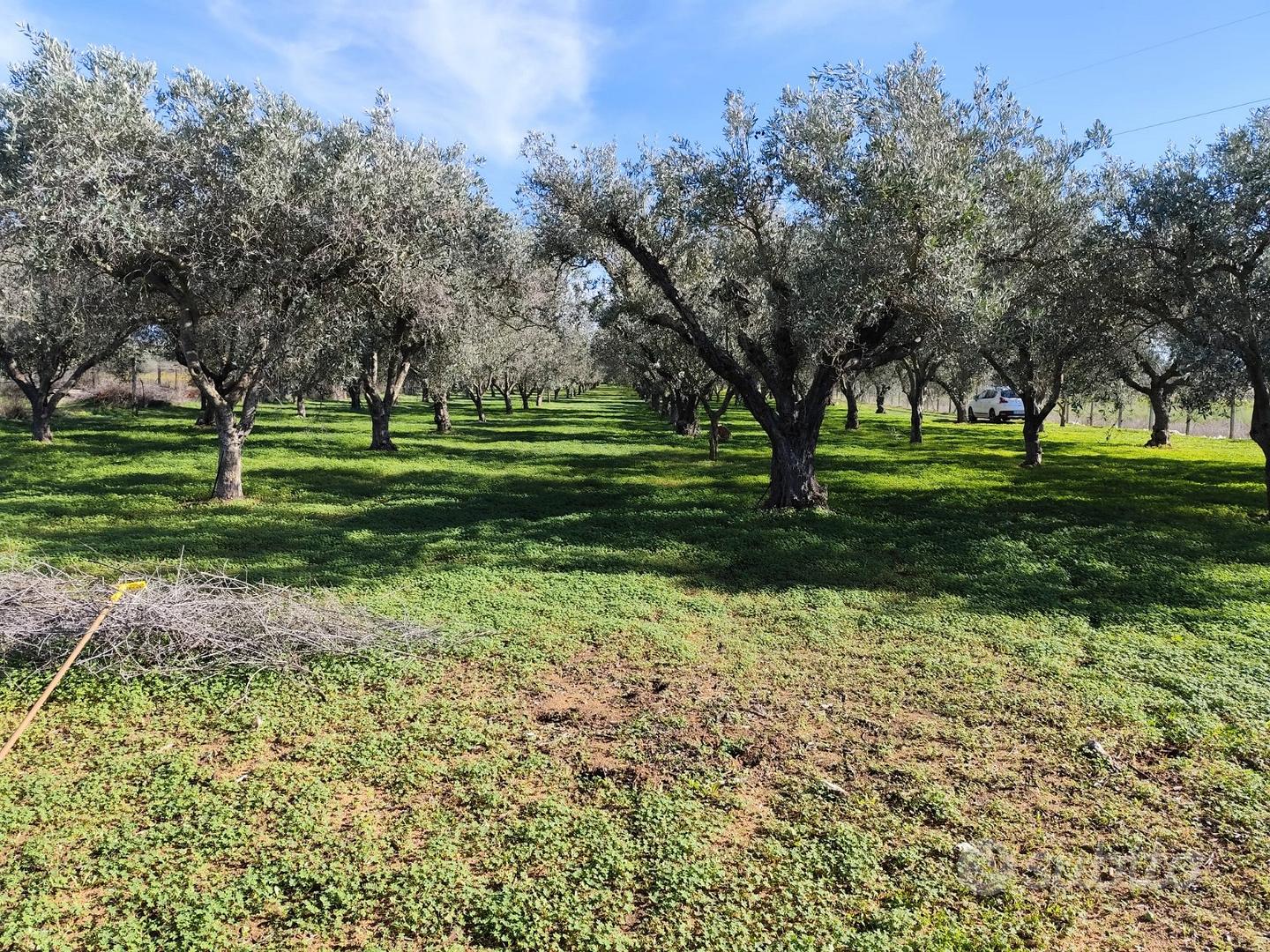 Terreno agricolo mq 5000 in C.da Capraro, Vittoria - Vista 3