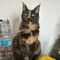 Maine Coon cuccioli