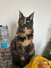 Maine Coon cuccioli