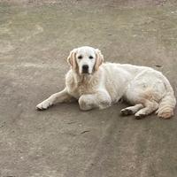 Cucciolona di Golden Retriever