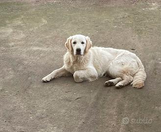 Cucciolona di Golden Retriever