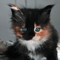 Cuccioli di Maine Coon con Pedigree da Pet