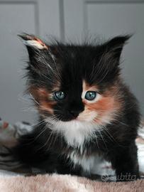 Cuccioli di Maine Coon con Pedigree da Pet