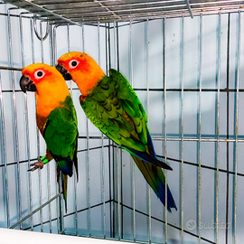 Coppia conuro JANDAIA anno 2024