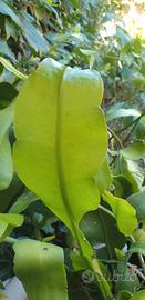 Epipyllum oxipetalum talee
