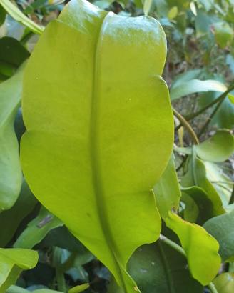 Epipyllum oxipetalum talee