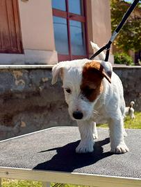 Jack Russell altissima genealogia