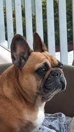 Dog sitter disponibile
