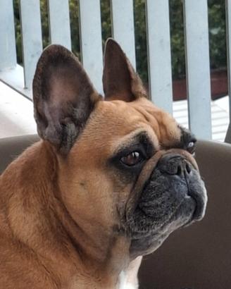 Dog sitter disponibile