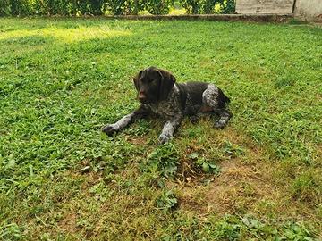 Cani da caccia