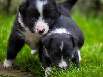 Cuccioli border collie
