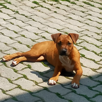Cuccioli di Pitbull