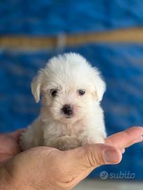 Maltese femmina