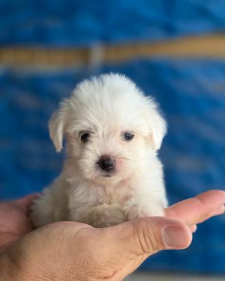 Maltese femmina