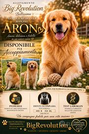 Maschio di Golden Retriever per M o n t a Pedigree