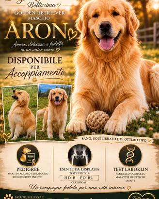 Maschio di Golden Retriever per M o n t a Pedigree