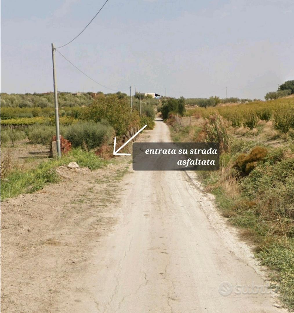 Terreno con uliveto - Vista 2