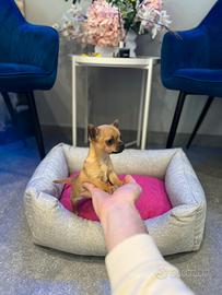 Chihuahua toy mini fulvo