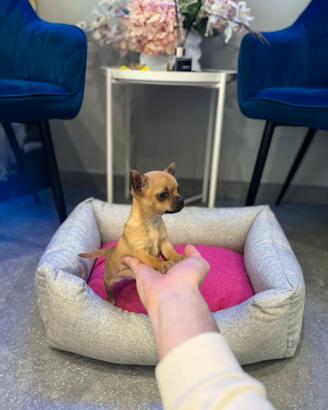 Chihuahua toy mini fulvo