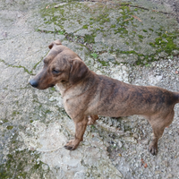 Segugio maremmano avviato a cinghiale