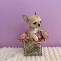 Chihuahua con pedigree