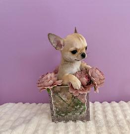 Chihuahua con pedigree