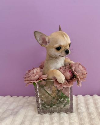Chihuahua con pedigree