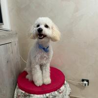 Cane per monta