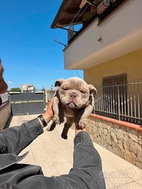 American bully exotic