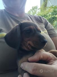 Cuccioli di bassotto nano