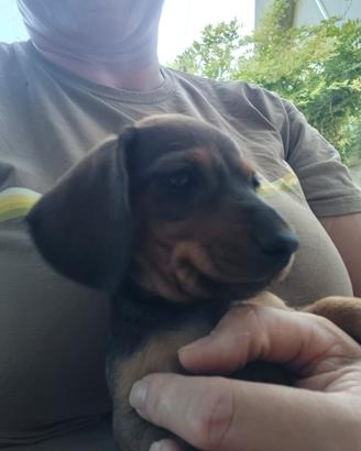 Cuccioli di bassotto nano