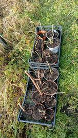 piante di more senza spine e lamponi rifiorenti 