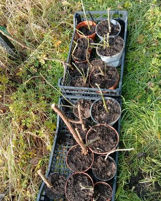 piante di more senza spine e lamponi rifiorenti 