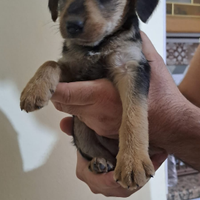 Cucciolo piccola taglia in adozione