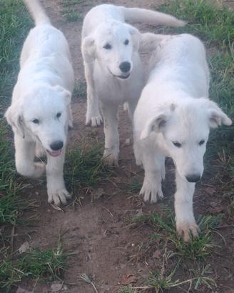 Maremmano abruzzese