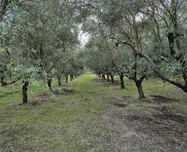 Terreno agricolo 6 moggi con uliveti 600 piante