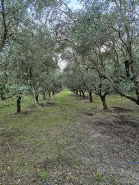 Terreno agricolo 6 moggi con uliveti 600 piante