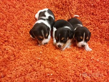 Cuccioli di beagle tricolore