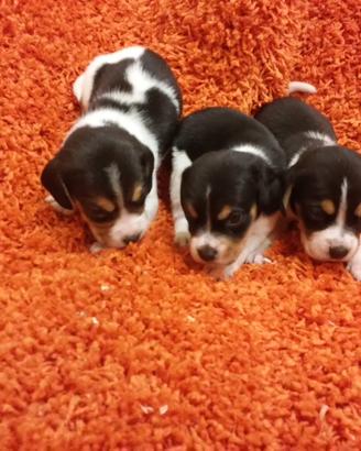 Cuccioli di beagle tricolore