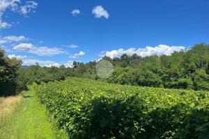 TER. AGRICOLO A CAPRINO VERONESE