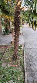palme 